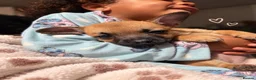 Mixed Breed dogs for sale: French bulldog x chihuahua puppies  - Advert 4