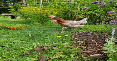 Chickens poultry - Advert 14
