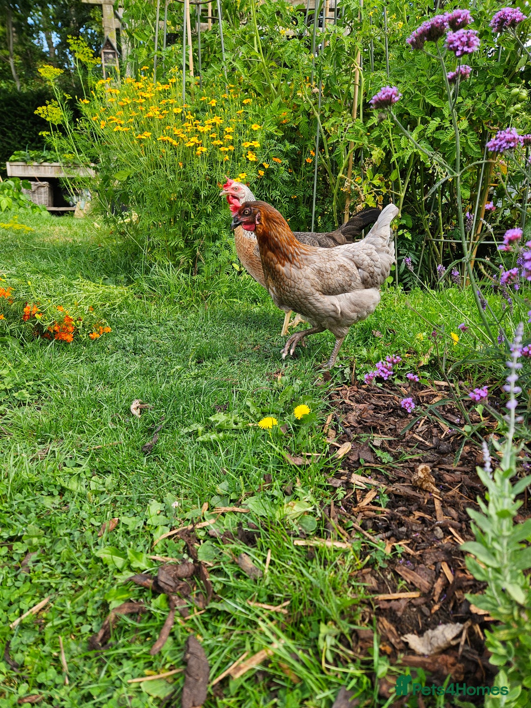 Chickens poultry for sale: Broody Hen plus 2 Egg Layers - Image 2