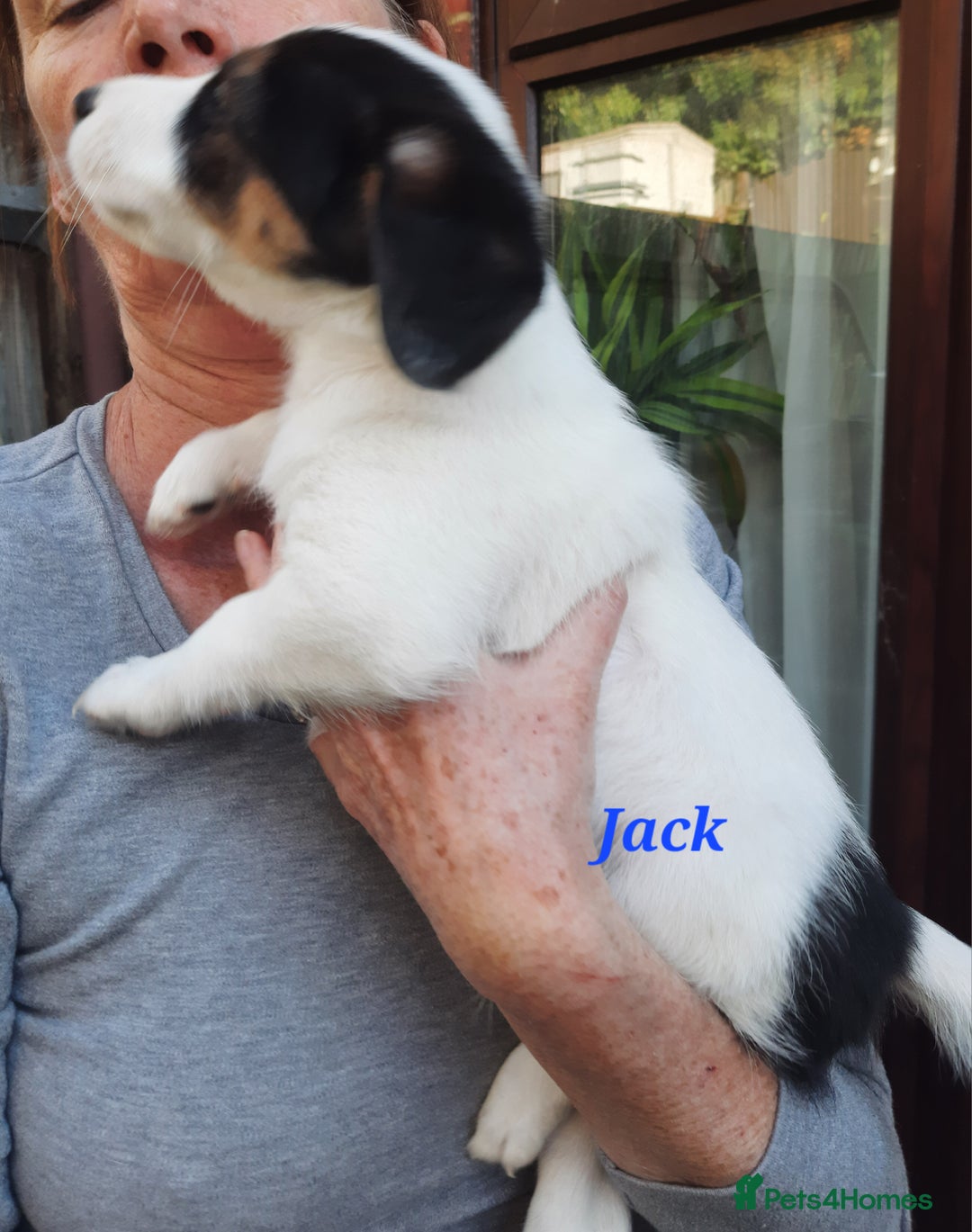 Jack Russell dogs for sale: Beautiful Jack Russel puppies - Image 7