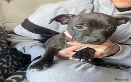 Staffordshire Bull Terrier dogs for sale: Last female Staffy looking for forever home - Image 6