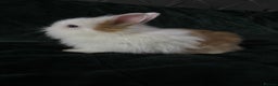 Lionhead rabbits for sale: Beautiful lion-head bunnies 🐰  - Advert 2