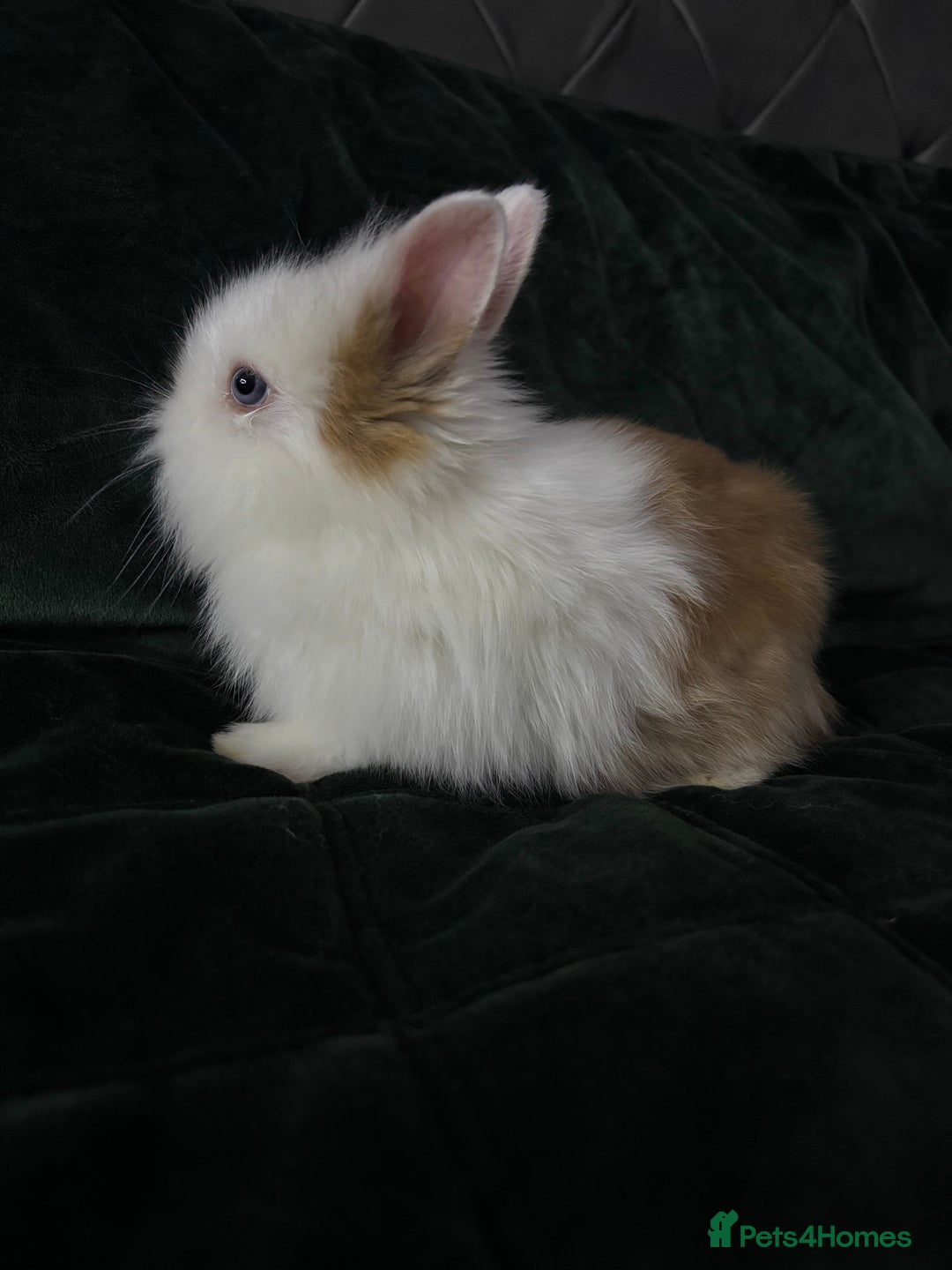 Lionhead rabbits for sale: Beautiful lion-head bunnies 🐰  - Advert 2