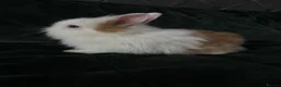 Lionhead rabbits for sale: Beautiful lion-head bunnies 🐰  - Advert 2