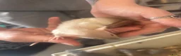 Rat rodents for sale: Rats for sale  - Advert 12