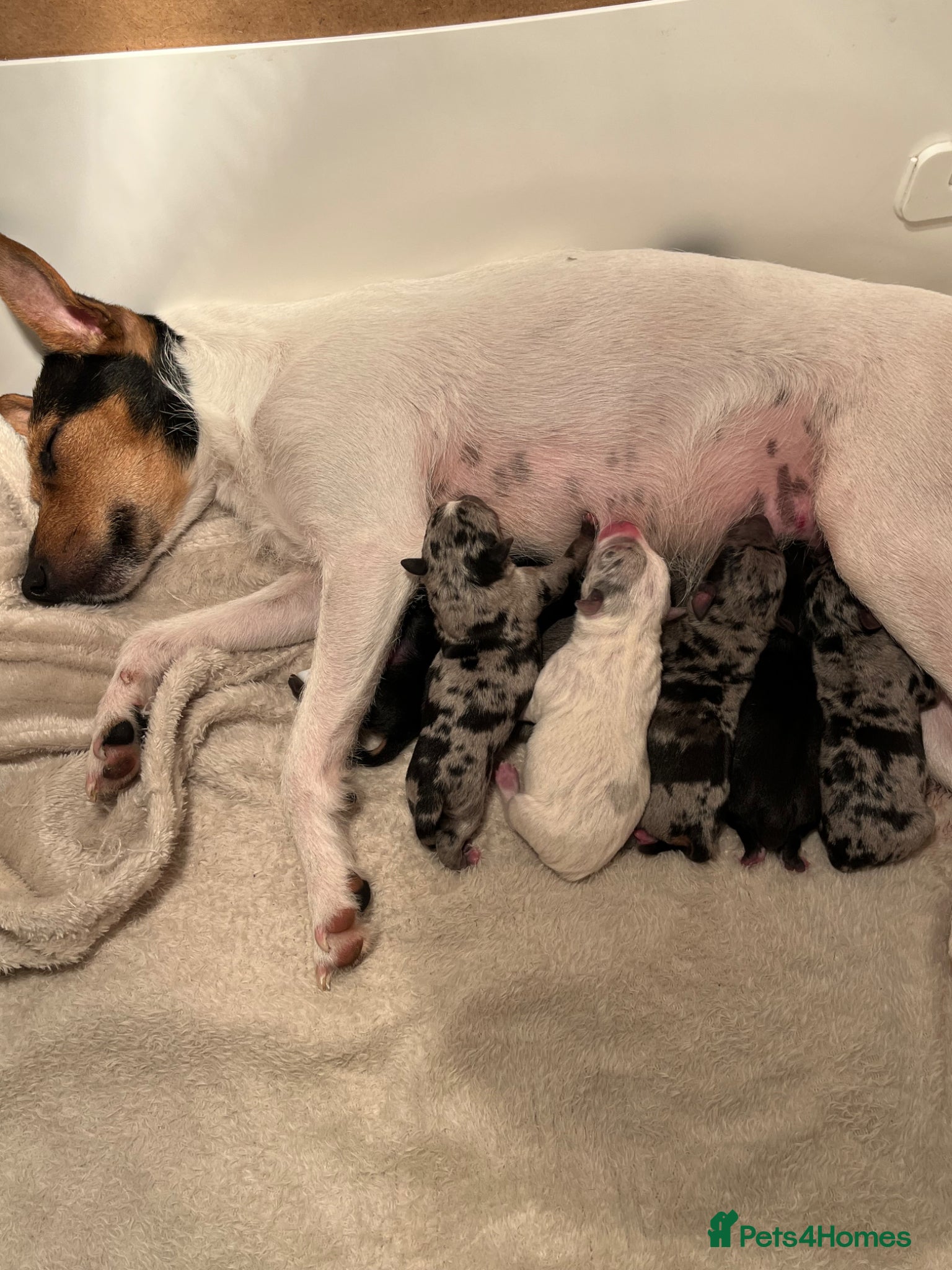 Jack Russell dogs Blue/merle Jackrussle puppies  - Advert 1