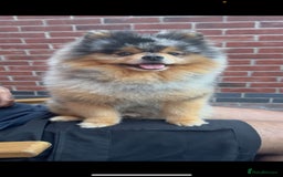 Pomeranian dogs for sale: TINY MARBLE POMERANIAN GIRL  - Image 13