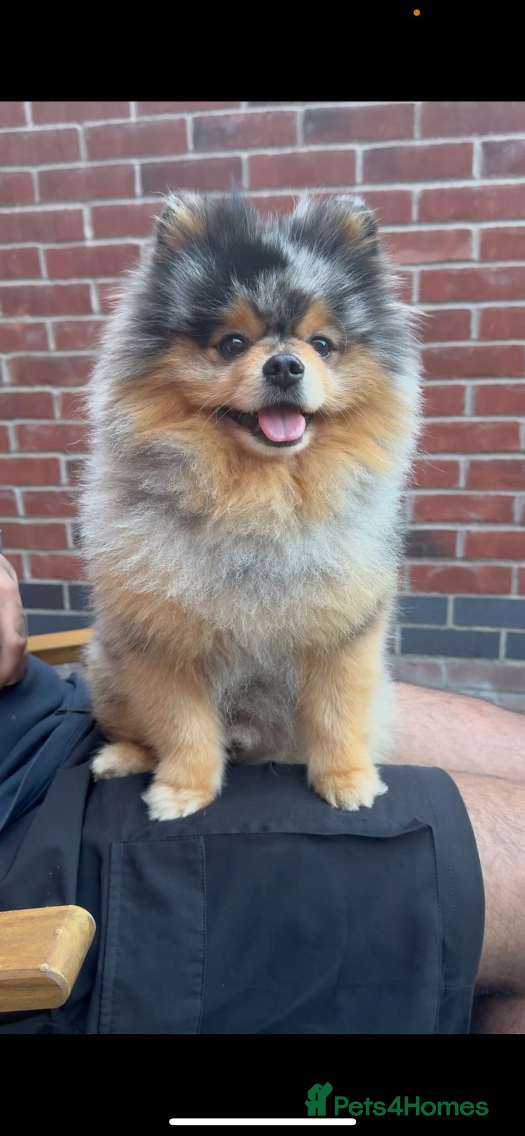 Pomeranian dogs for sale: TINY MARBLE POMERANIAN GIRL  - Image 13