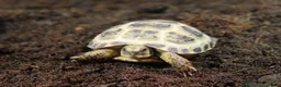Tortoise reptiles for sale: BABY HORSFIELDS & SET UPS! - Advert 11