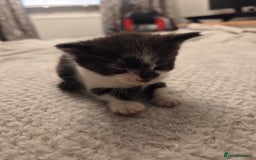 Domestic Shorthair cats for sale: Kittens for sale - Image 9