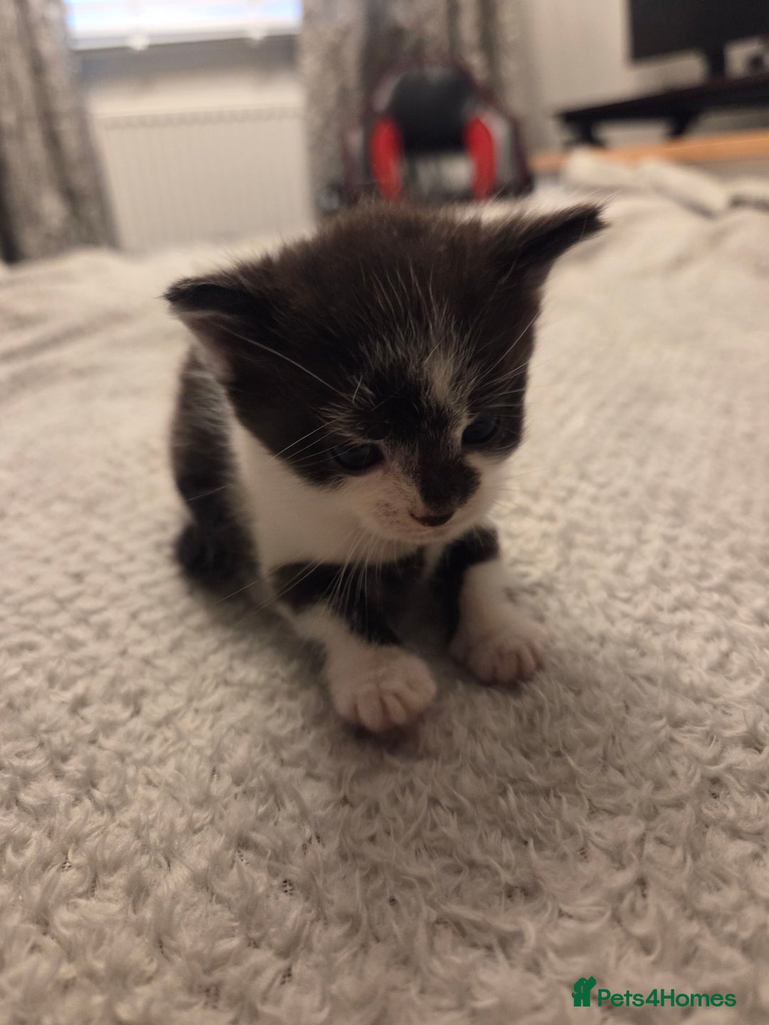 Domestic Shorthair cats for sale: Kittens for sale - Image 9