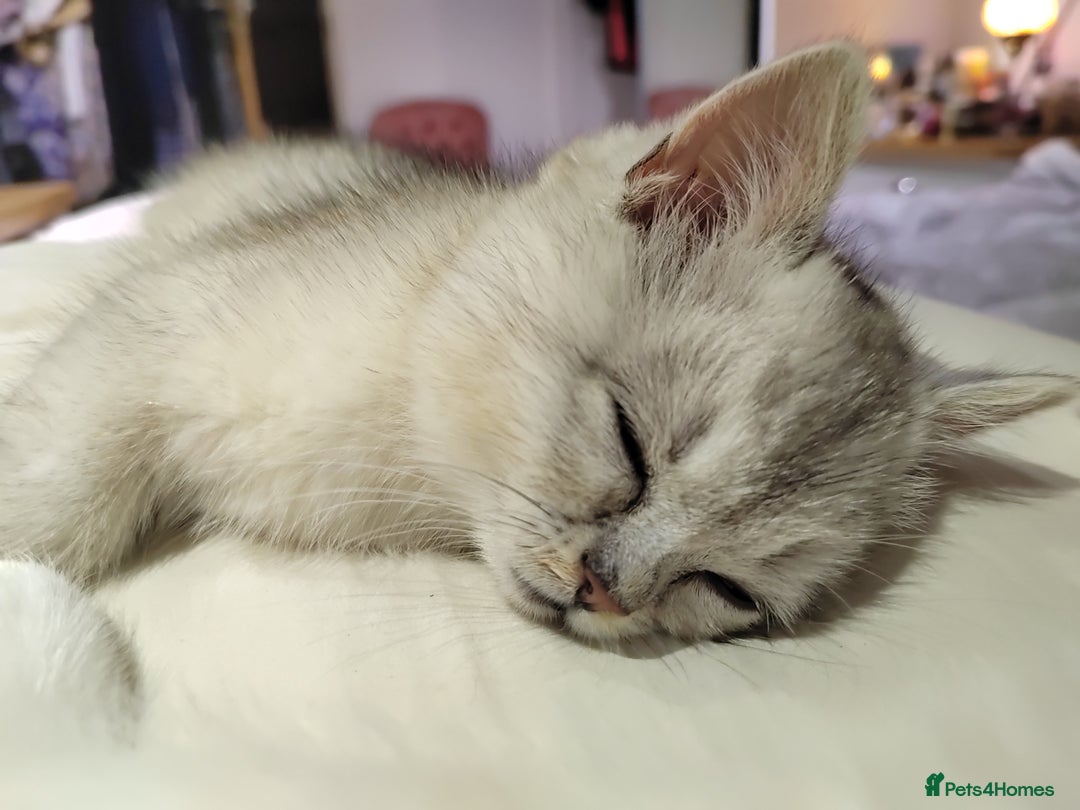 Scottish Fold cats for sale: Scottish Kittens 💜 - Image 18