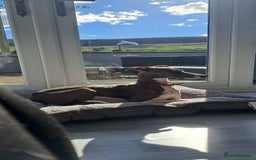 Whippet dogs for sale: Petite whippet puppies  - Image 4