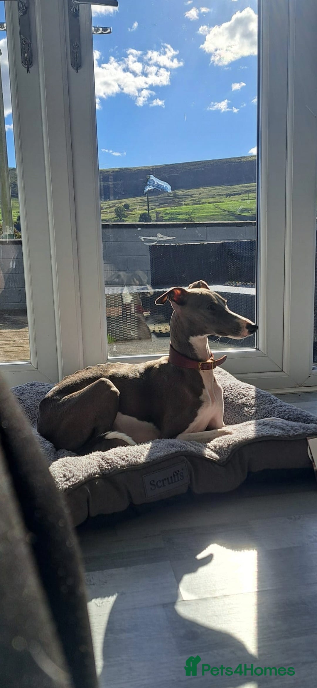 Whippet dogs for sale: Petite whippet puppies  - Image 4