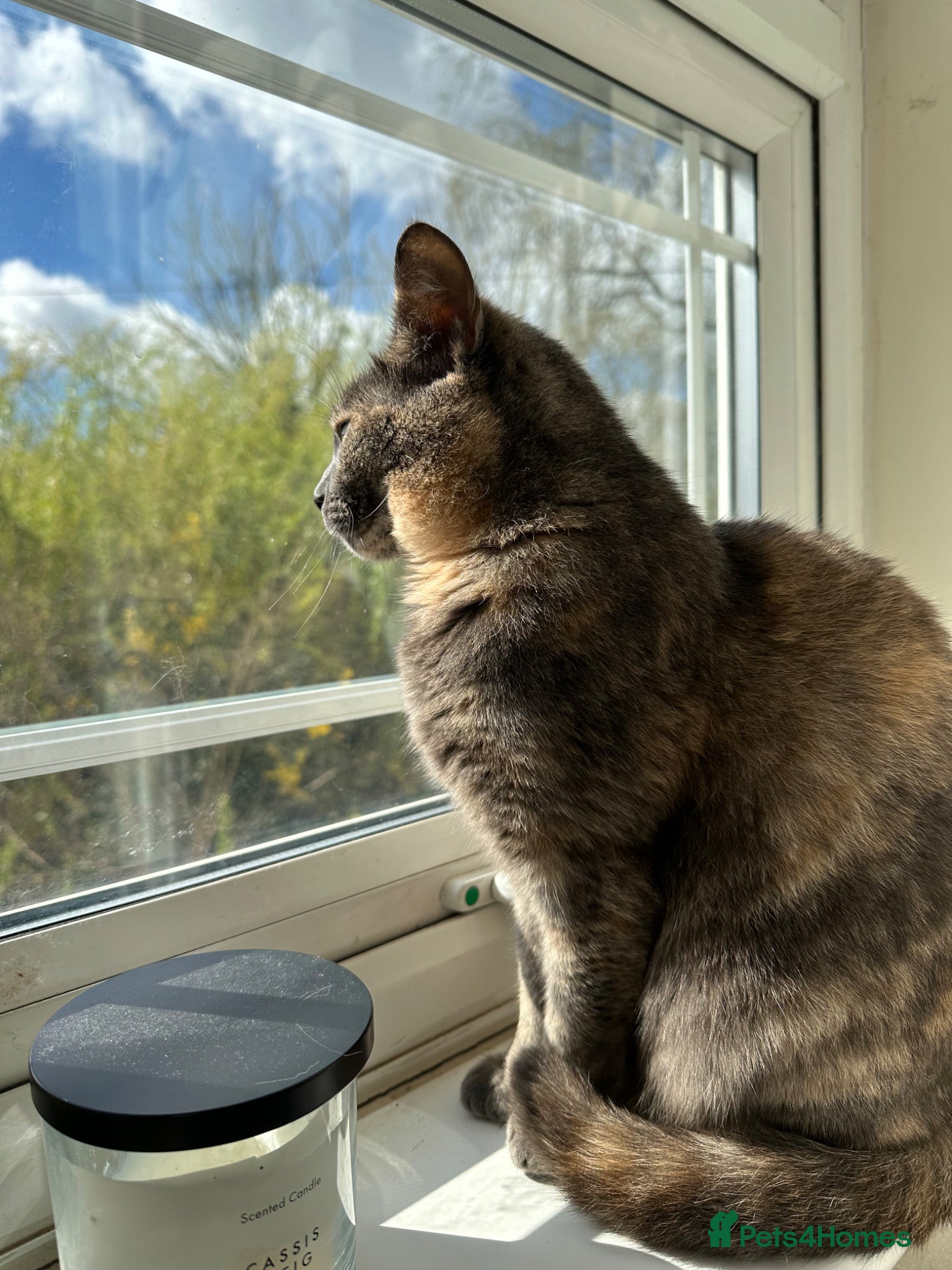 Domestic Shorthair cats Female lady cat domestic short haired 🤍🌺 - Advert 6