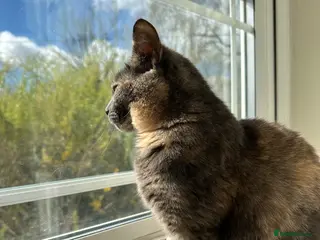 Domestic Shorthair cats Female lady cat domestic short haired 🤍🌺 - Advert 6