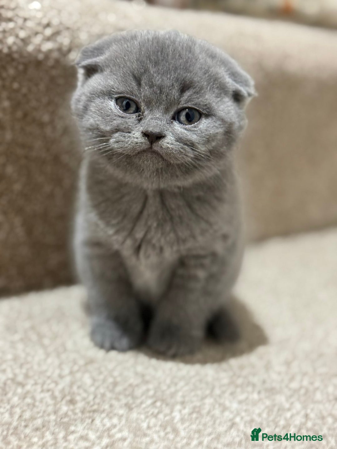 Scottish Fold cats for sale: 3 beautiful female scottish fold & straights 😍🎀 - Advert 11