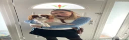 Cavalier King Charles Spaniel dogs for sale: Coco cavalier King Charles  - Advert 15