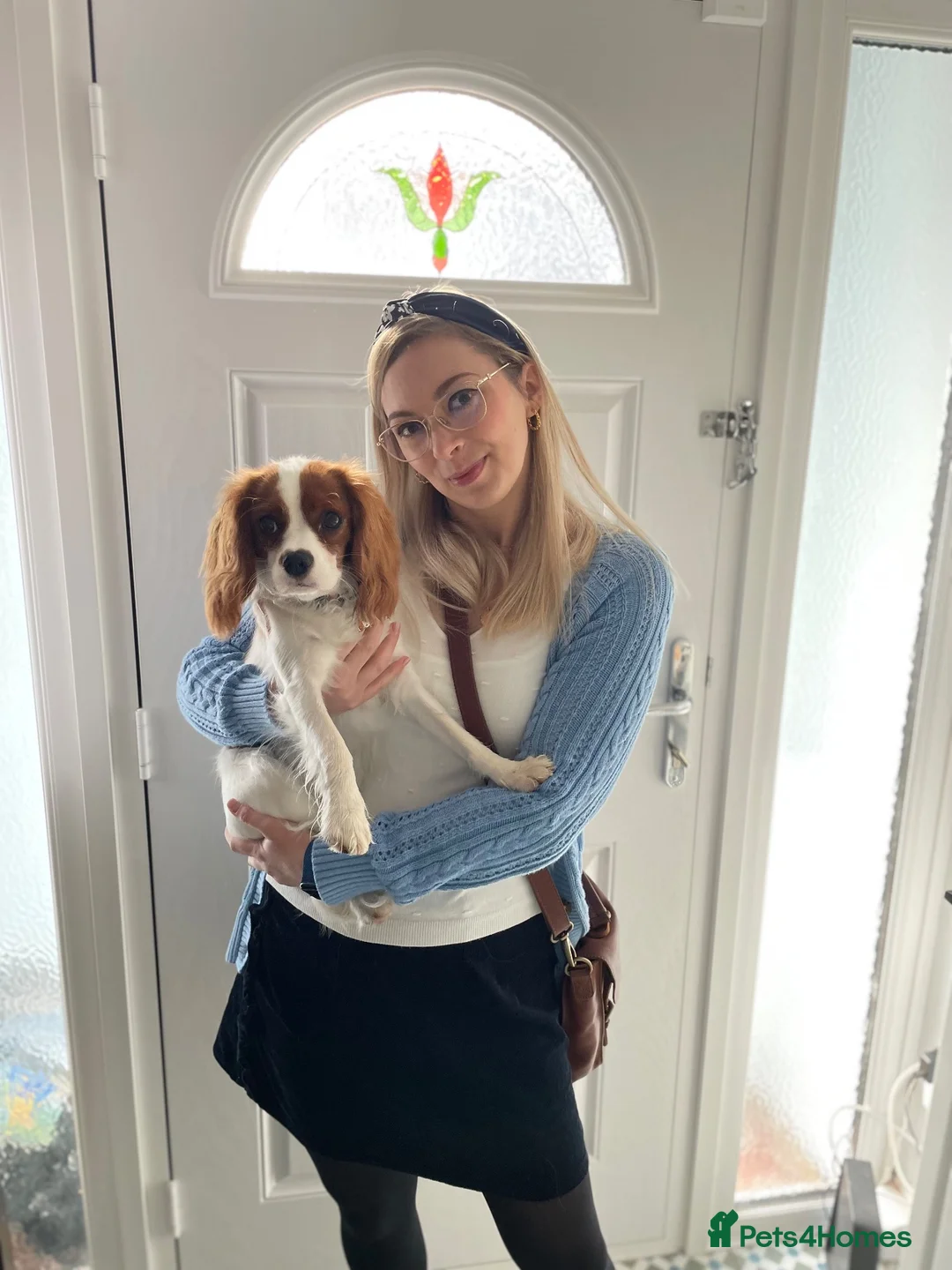 Cavalier King Charles Spaniel dogs for sale: Coco cavalier King Charles  - Advert 15