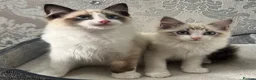 Ragdoll cats for sale: Beautiful Ragdoll Kittens - Advert 4