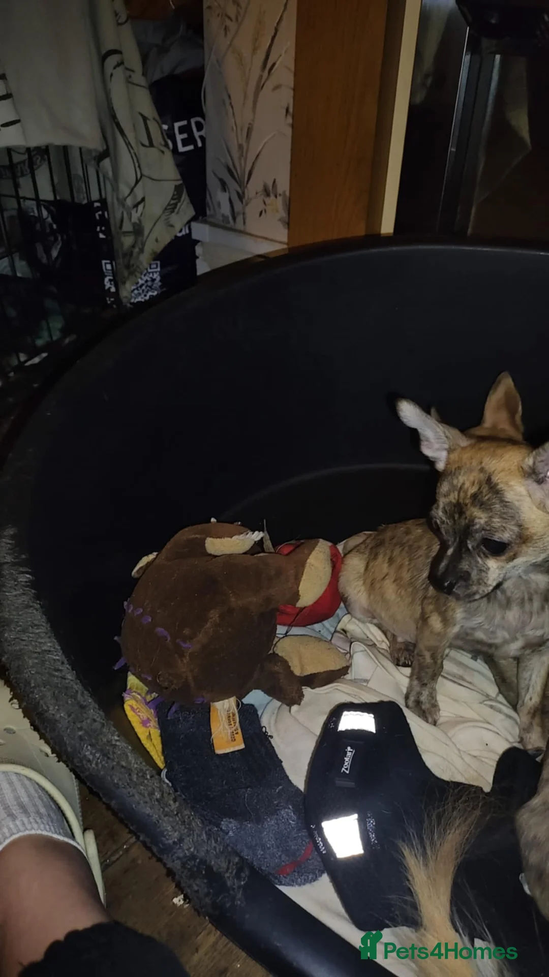 Chihuahua dogs for sale: Beautiful puppies ready for forever homes  - Advert 2