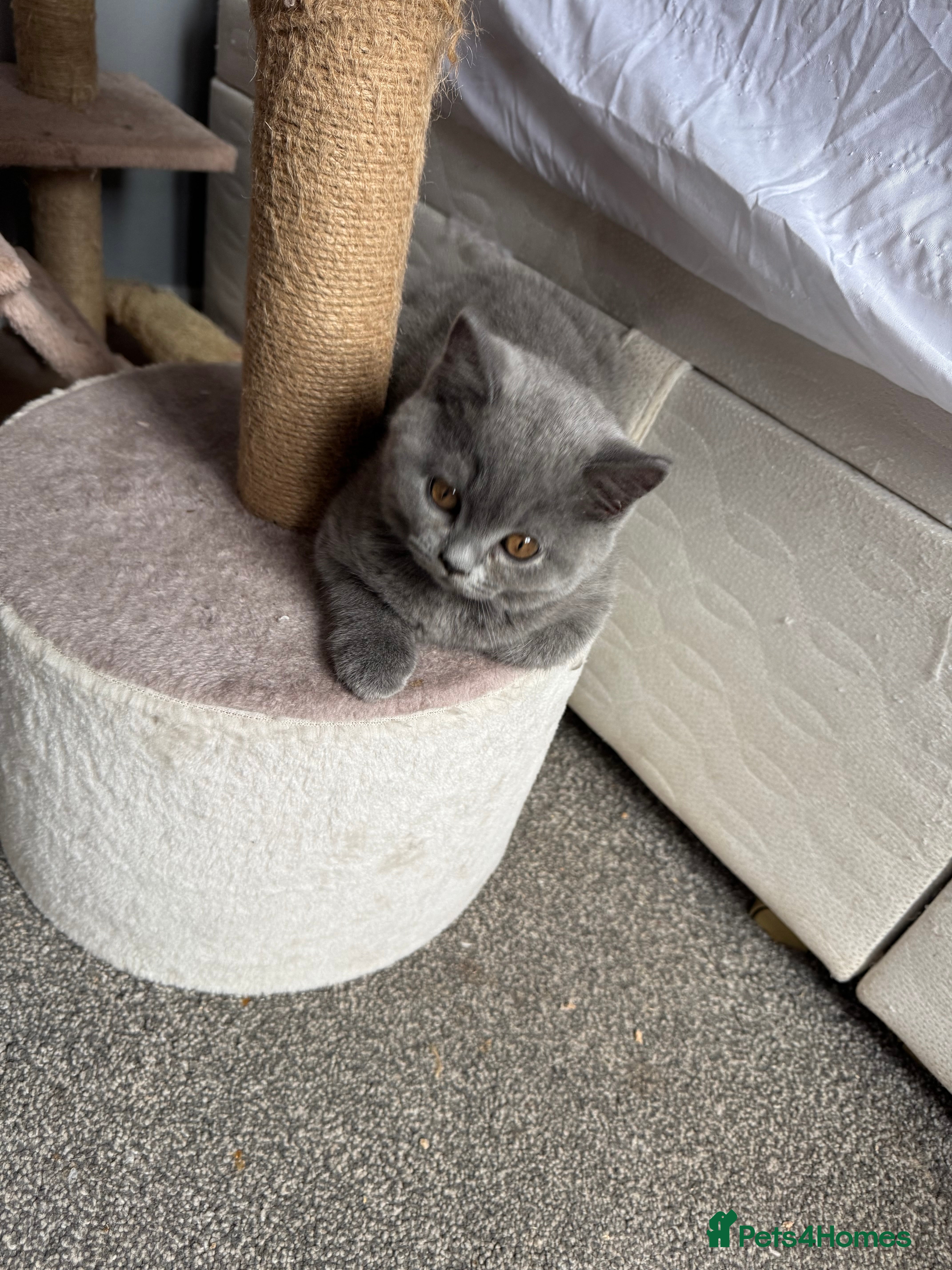 British Shorthair cats British short /longhair gccf  kittens  - Advert 2
