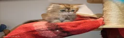 Persian cats for sale: Persian kittens  in Stoke-on-Trent - Advert 3