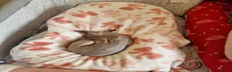 Sphynx cats for sale: Beautiful girl  - Advert 7