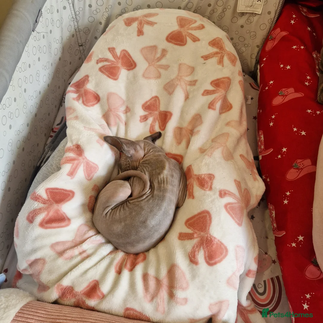 Sphynx cats for sale: Beautiful girl  - Advert 7