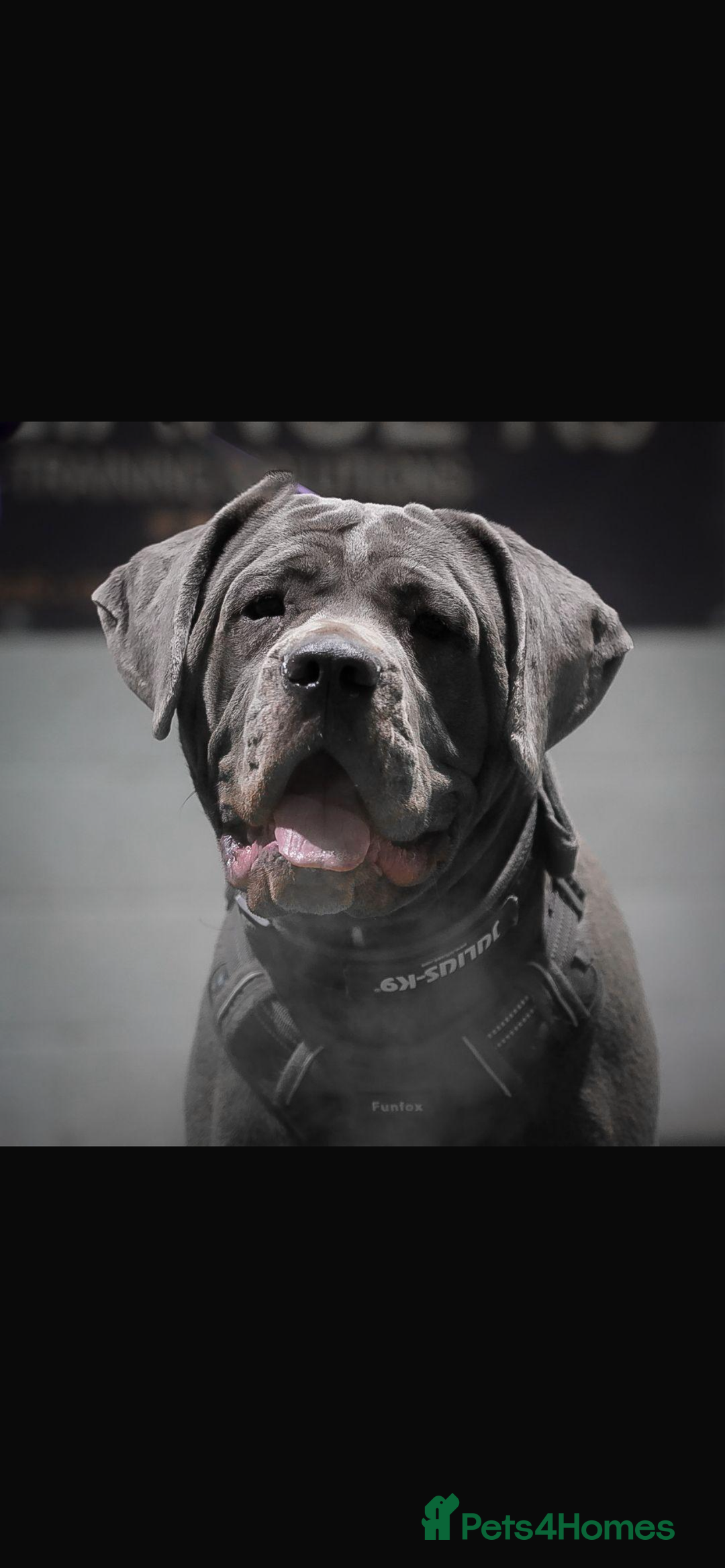 Cane Corso dogs for sale: Cane Corso Puppies  - Advert 11