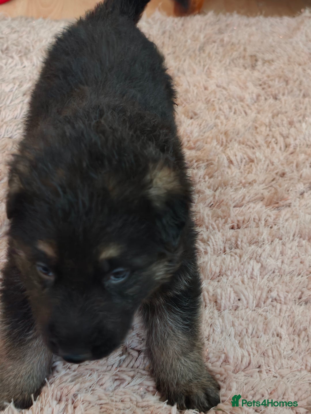 German Shepherd dogs for sale: German Shepherd Puppies - Advert 11