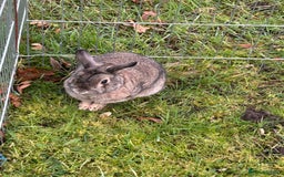 English rabbits for sale: 3 Rabbits  - Image 5