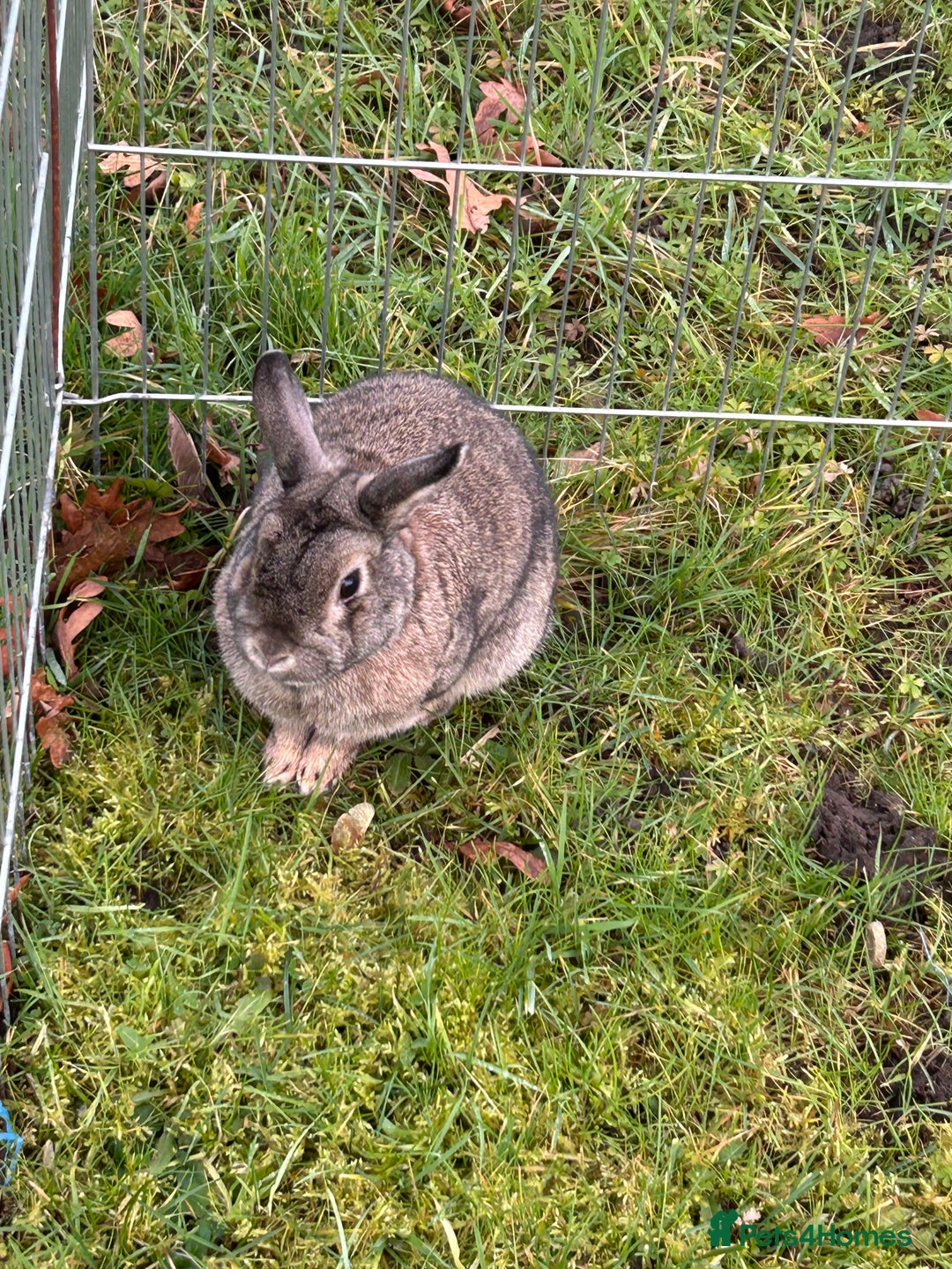 English rabbits for sale: 3 Rabbits  - Image 5