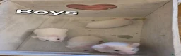Hamster rodents for sale: Baby Syrian Hamsters ready now  - Advert 8