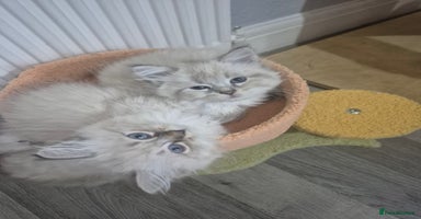 Siberian cats - Advert 9
