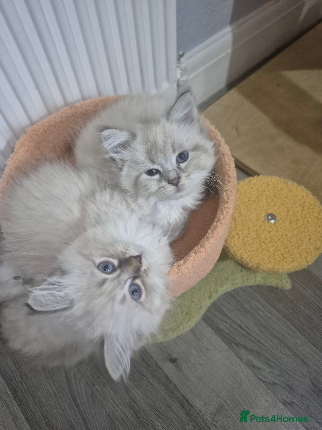 Siberian cats for sale: Pedigree Neva Masqurade/kittens - Image 3