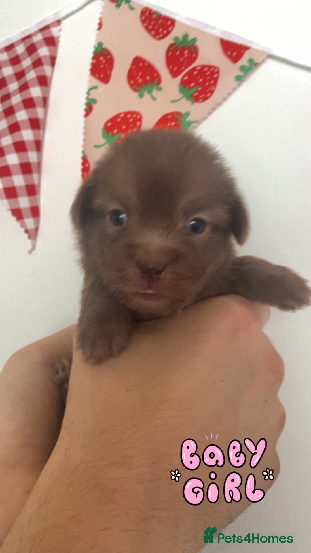Mixed Breed dogs for sale: Jack x Shitzu puppies dob 17th august 2025  - Image 8