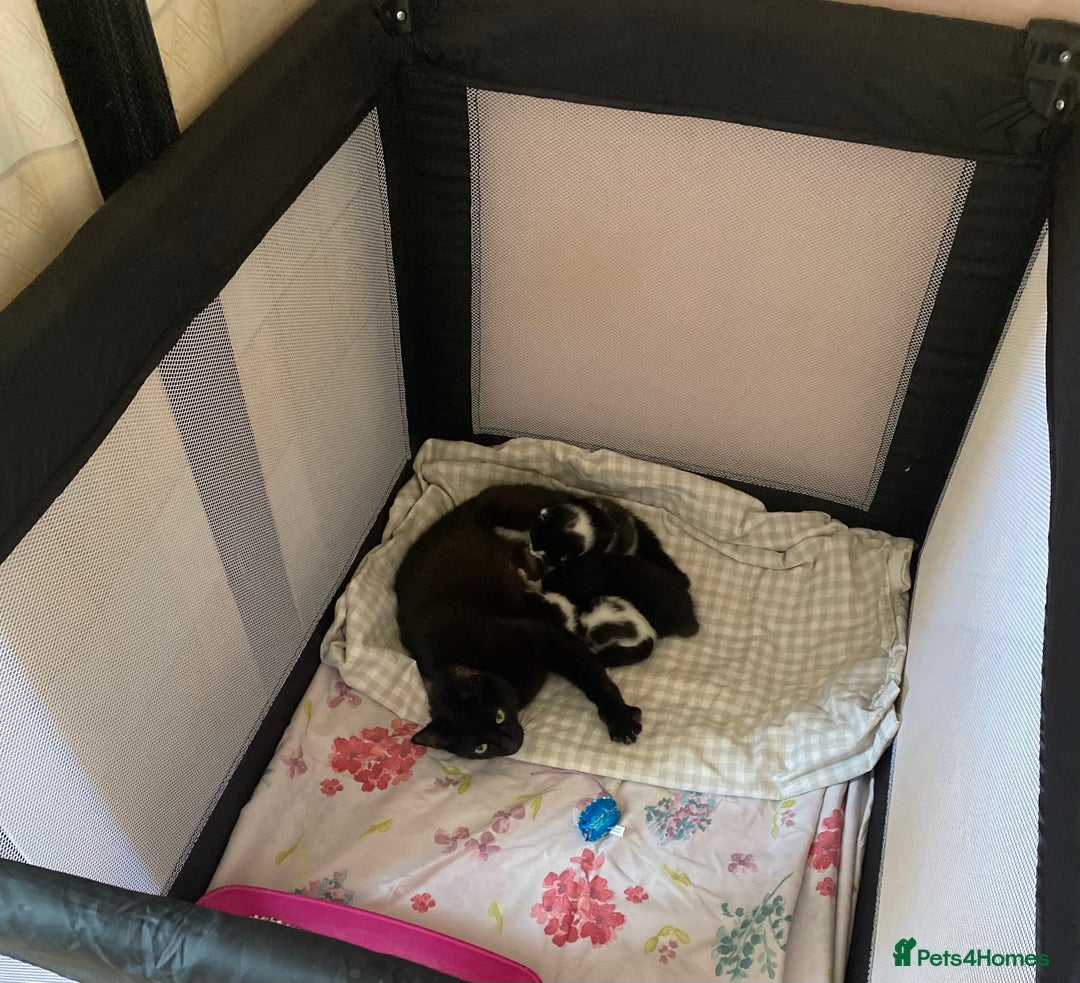 Mixed Breed cats for sale: 4 Beautiful kittens ready for new home  - Advert 9