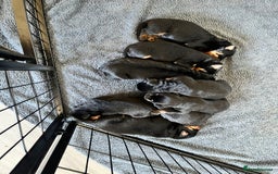 Rottweiler dogs for sale: 8 Beautiful, chunky Rottweiler pups  - Image 13