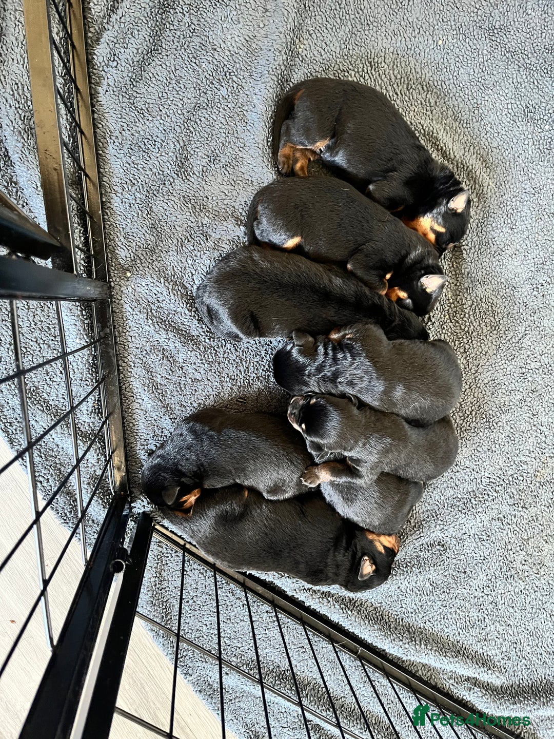 Rottweiler dogs for sale: 8 Beautiful, chunky Rottweiler pups  - Image 13