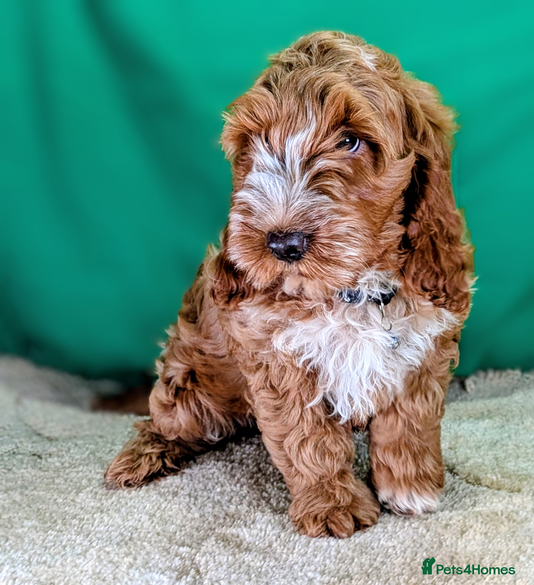 Cockapoo dogs Fully vaccinated F1 Cockapoo puppies - Advert 1