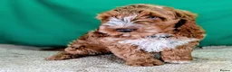 Cockapoo dogs for sale: Fully vaccinated F1 Cockapoo puppies - Advert 1