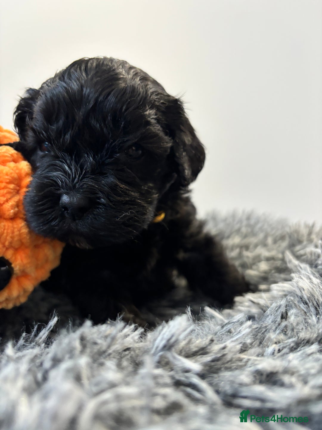 Mixed Breed dogs for sale: Beautiful Sproodle x Lhasa Apso Puppies - Advert 24