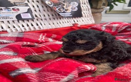 Cavapoo dogs for sale: Female Health tested Phantom Toy cavapoo  - Image 15