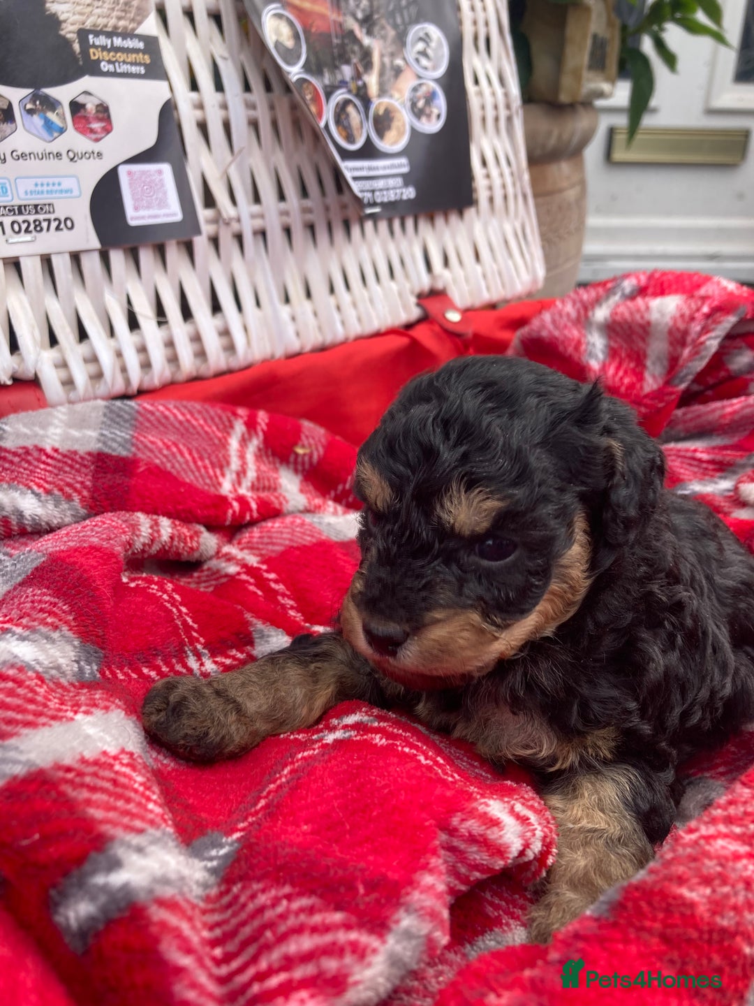 Cavapoo dogs for sale: Female Health tested Phantom Toy cavapoo  - Image 15