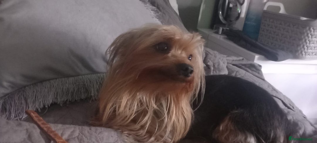 Chorkie dogs for sale: Two amazing Yorkie boys - Advert 21