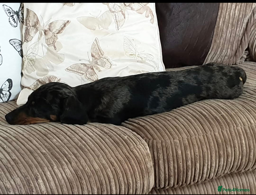 Miniature Dachshund dogs for sale: 7 year old miniature dachshund - Image 3