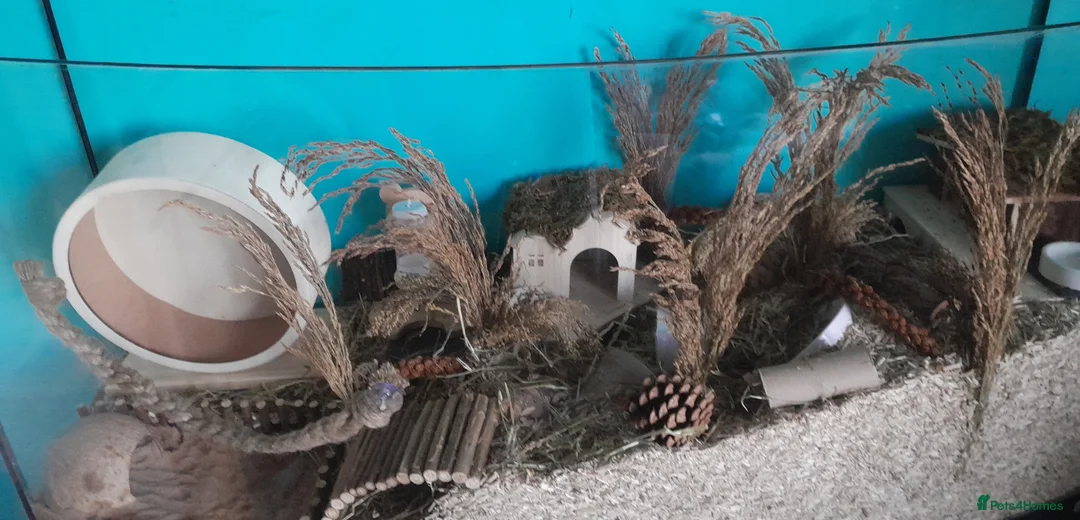 Hamster rodents for sale: Syrian hamster with mansion included - Advert 2