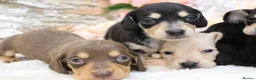 Miniature Dachshund dogs for sale: KC Miniature Dachshund Puppies - Advert 14