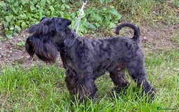Miniature Schnauzer dogs for sale: KC reg health tested miniature schnauzer puppies  - Image 9